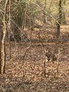 India Wildlife Safari - Asiatic Lions with the Bengal Tigers customer review photo 6