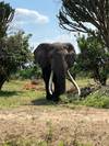 Photo d'avis client sur Expédition de 13 jours en Ouganda : Vivez des moments inoubliables avec les gorilles, la faune et les expériences culturelles - circuit privé 5