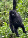 Photo d'avis client sur Expédition de 13 jours en Ouganda : Vivez des moments inoubliables avec les gorilles, la faune et les expériences culturelles - circuit privé 6