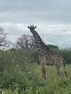 Photo d'avis client sur 6 jours de safari en Lodge en Tanzanie. 3