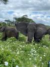 Photo d'avis client sur 6 jours de safari en Lodge en Tanzanie. 4