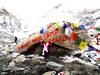 Best Everest Base Camp Trek -13 Days customer review photo 1
