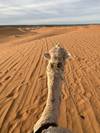 Photo d'avis client sur Découverte des villes impériales et du désert du Sahara - 8 jours 3