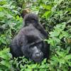 Photo d'avis client sur 3 jours de safari à la découverte des gorilles en Ouganda 3