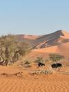 Photo d'avis client sur Sossusvlei, Swakopmund et Parc national d'Etosha - Confort - 7 jours / 6 nuits 4