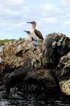 Photo d'avis client sur Découverte des Galápagos 1
