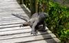 Photo d'avis client sur Découverte des Galápagos 4