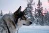 Christmas adventure to Northern Lapland, Saariselkä customer review photo 1