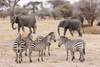 Private Safari of 7 Days in the Northern Parks of Tanzania customer review photo 4