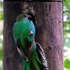 Photo d'avis client sur Costa Rica exotique 2