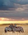 4 Days Joining Group Safari in Tanzania With Serengeti customer review photo 2
