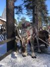Express Grand Lapland Tour, Finland, Sweden and Norway with activites customer review photo 5