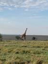 Photo d'avis client sur Série classique sur le Kenya et la Tanzanie 1