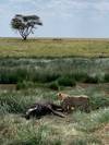 Photo d'avis client sur Série classique sur le Kenya et la Tanzanie 5
