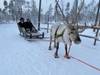 Christmas adventure to Northern Lapland, Saariselkä customer review photo 3