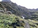 Photo d'avis client sur Trek de Lares au Machu Picchu 4 jours/3 nuits 3