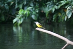 Photo d'avis client sur 4 jours Amazon Lodge Réserve Cuyabeno 1