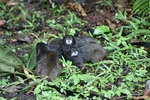 Photo d'avis client sur 4 jours Amazon Lodge Réserve Cuyabeno 6