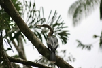 Photo d'avis client sur 4 jours Amazon Lodge Réserve Cuyabeno 4