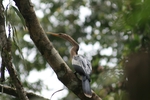 Photo d'avis client sur 4 jours Amazon Lodge Réserve Cuyabeno 5