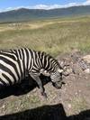 Photo d'avis client sur Safari privé de milieu de gamme en Tanzanie, 6 jours et 5 nuits 5