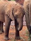 Photo d'avis client sur Meilleure excursion d'une journée à Nairobi :   Visite guidée du parc national de Nairobi, de l'orphelinat des éléphants et du centre des girafes 1