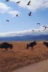 Photo d'avis client sur Safari privé de milieu de gamme en Tanzanie, 6 jours et 5 nuits 2