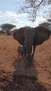 Photo d'avis client sur Safari privé de milieu de gamme en Tanzanie, 6 jours et 5 nuits 1