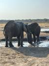 Photo d'avis client sur Safari dans le parc national de Hwange - 3 jours 6