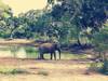 Photo d'avis client sur Le Sri Lanka découvert avec la vie sauvage, la nature, l'aventure et la culture 5