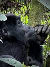 Photo d'avis client sur Découvrez l'Ouganda avec la randonnée des gorilles, les chimpanzés, les Big 5 et les grands félins (Exclusivement privé) 4