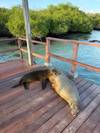 5 Days Galapagos Expedition Tour customer review photo 4