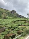 Photo d'avis client sur L'itinéraire magique du Kerala 5