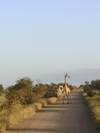 Kruger National Park & Panorama Route Safari - 3 days customer review photo 2