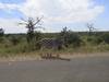 Kruger National Park & Panorama Route Safari - 3 days customer review photo 6