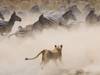 Tansania Safari: Große Wanderung der Gnus mit Mara-Fluss Überquerung - 101 Tage Foto von Kundenbewertung 1