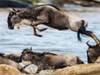 Tansania Safari: Große Wanderung der Gnus mit Mara-Fluss Überquerung - 101 Tage Foto von Kundenbewertung 3