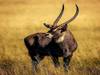 Kenia zur Maasai Mara Budget Safari - 3 Tage Foto von Kundenbewertung 1