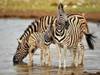 Kenia zur Maasai Mara Budget Safari - 3 Tage Foto von Kundenbewertung 4