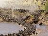 Tansania Safari: Große Wanderung der Gnus mit Mara-Fluss Überquerung - 101 Tage Foto von Kundenbewertung 1