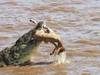 Tansania Safari: Große Wanderung der Gnus mit Mara-Fluss Überquerung - 101 Tage Foto von Kundenbewertung 1