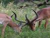 Tansania Safari: Große Wanderung der Gnus mit Mara-Fluss Überquerung - 101 Tage Foto von Kundenbewertung 2