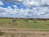 10 Days Tanzania Wildebeest Migration Safari customer review photo 3