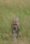 Photo d'avis client sur 3 jours de safari en groupe au Maasai Mara en Jeep Land Cruiser 2