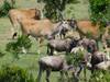 Photo d'avis client sur 3 jours de safari en groupe au Maasai Mara en Jeep Land Cruiser 5