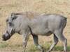 Photo d'avis client sur 3 jours de safari en groupe au Maasai Mara en Jeep Land Cruiser 6