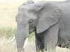 Photo d'avis client sur 3 jours de safari en groupe au Maasai Mara en Jeep Land Cruiser 3
