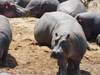 Photo d'avis client sur 3 jours de safari en groupe au Maasai Mara en Jeep Land Cruiser 4