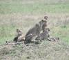 8-Day Tanzania - Great Migration Safari (December-April) customer review photo 1