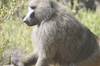 Photo d'avis client sur 6 jours de safari en Lodge en Tanzanie. 5